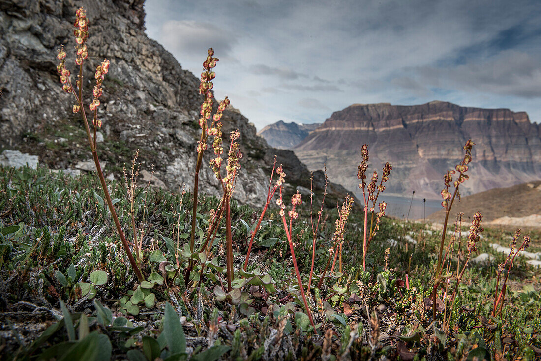 Close-up of plants with the flat topped mountains of the Kong Oscar Fjords Region of Greenland in the background; East Greenland, Greenland