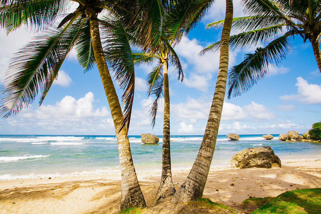 Palmen säumen einen Strand in Barbados; Bathsheba, Barbados