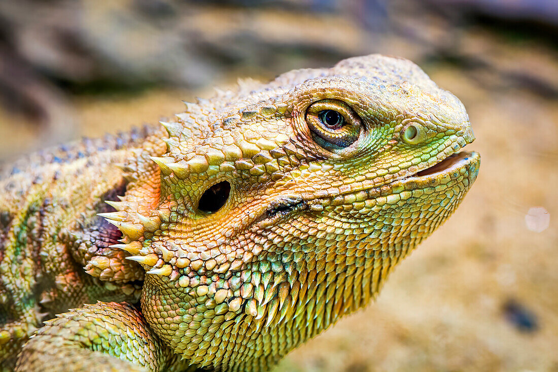 Close-up portrait of a Bearded dragon (Pogona sp.) in a zoo; Bangkok, Thailand