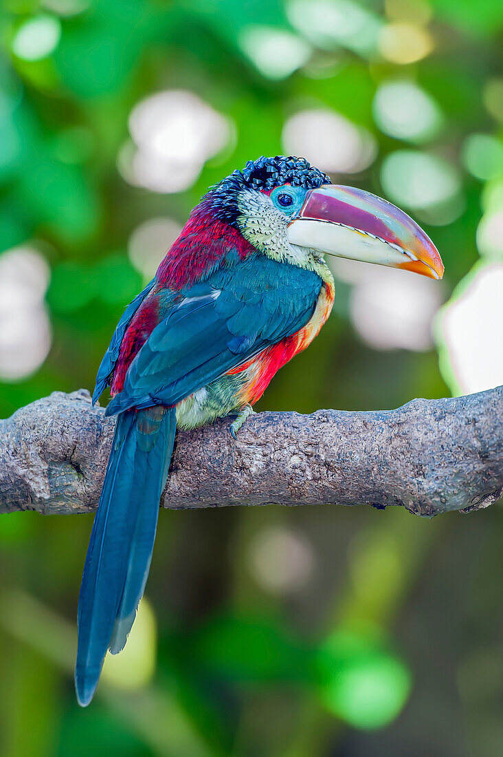 Close-up portrait of a Curl-Crested Aracari (Pteroglossus beauharnaisii) perched on a tree branch at a zoo; San Diego, California, United States of America