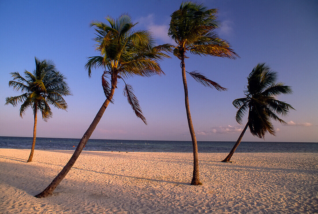 Empty beach with palm trees in Key West, Florida, USA; Key West, Florida, United States of America