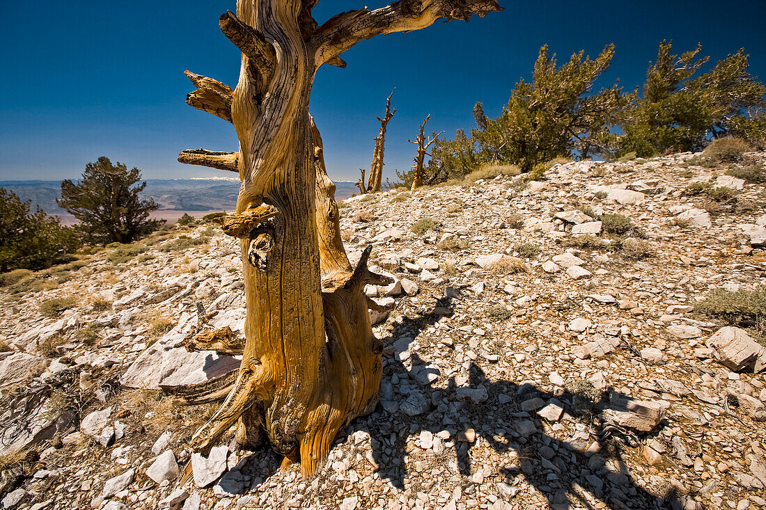 Bristlecone pine tree trunk casting a shadow on a rocky hill, Death Valley National Park, California, USA; California, United States of America