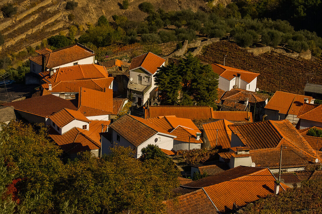 Houses with tile roofs above terraced fields near Chanceleiros in the  Douro River Valley of Portugal; Douro River Valley, Portugal
