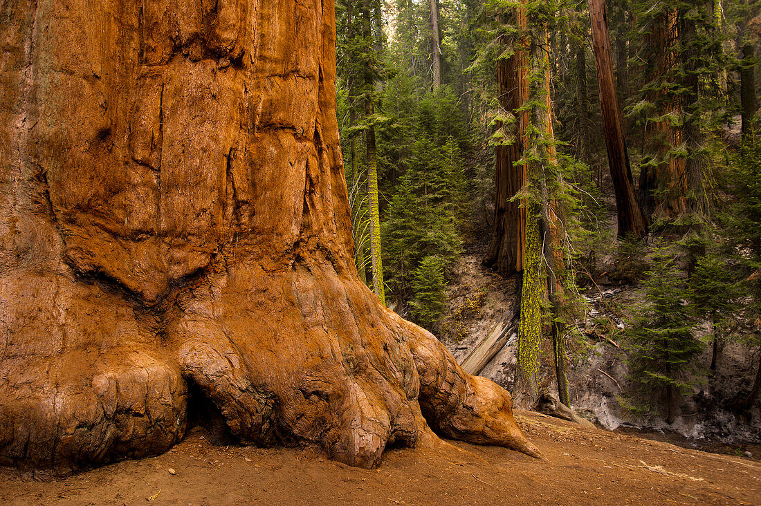 Stamm eines Riesenmammutbaums (Sequoiadendron giganteum), Sequoia National Park, Kalifornien, USA; Kalifornien, Vereinigte Staaten von Amerika