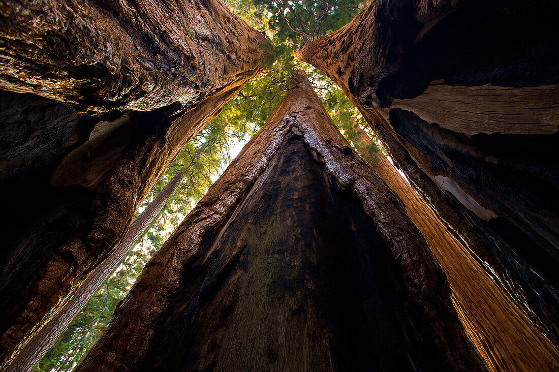 Stämme von Riesenmammutbäumen (Sequoiadendron giganteum) mit Blick auf die Baumkronen im Sequoia National Park, Kalifornien, USA; Kalifornien, Vereinigte Staaten von Amerika