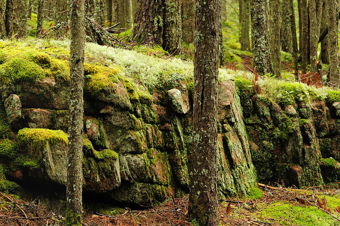 Waldansicht mit alter, mit Moos und Flechten bewachsener Steinmauer; Acadia National Park, Mount Desert Island, Maine.