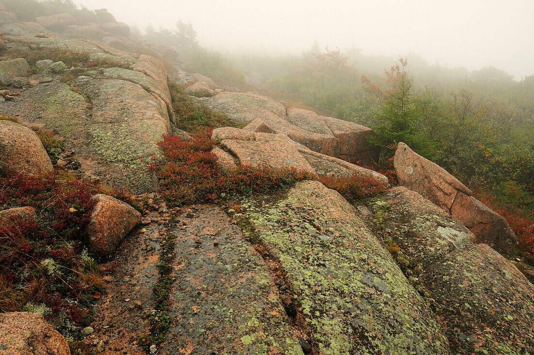 Felsvorsprung mit Flechten und anderen Pflanzen; Acadia National Park, Mount Desert Island, Maine.