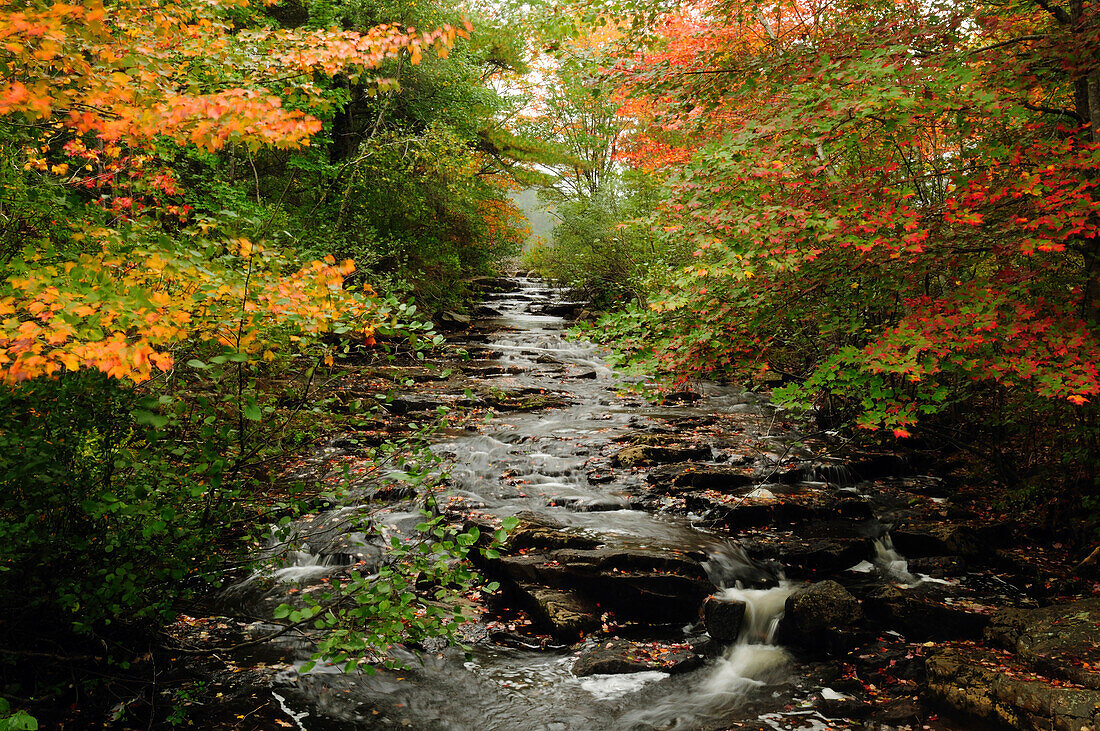 Landschaftlicher Blick auf den Duck Brook im Herbst; Acadia National Park, Mount Desert Island, Maine.