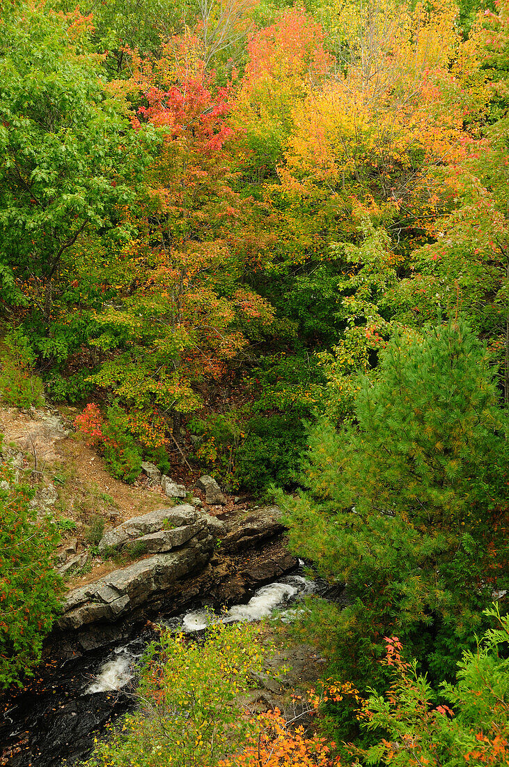 Scenic view of forest and stream from above.; Acadia National Park, Mount Desert Island, Maine.