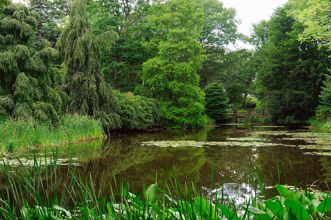 Ein ruhiger Teich und eine von Bäumen umgebene Brücke; Cambridge, Massachusetts.