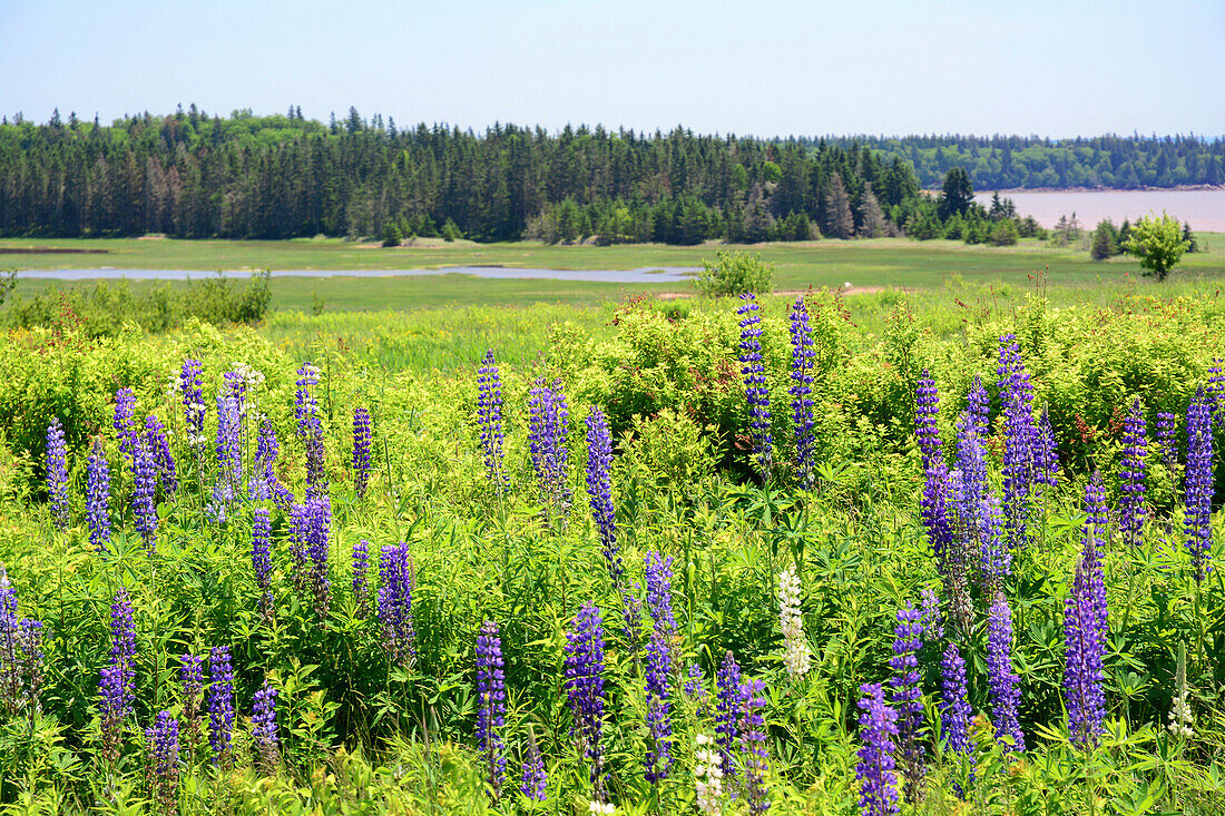 Blue lupine flowers, Lupinus species, along a roadside near the Bay of Fundy.; Mary's Point, Bay of Fundy, New Brunswick, Canada.