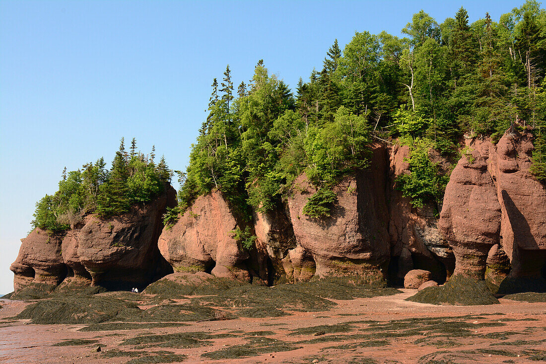 Flowerpot rocks caused by tidal erosion at low tide.; Hopewell Rocks Ocean Tidal Exploration Site, Hopewell Cape, New Brunswick, Canada.