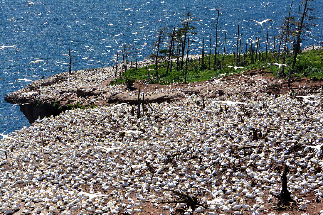 Eine große Brutkolonie von Basstölpeln auf Bonaventure Island; Ile Bonaventure et du Rocher-Perce National Park, Bonaventure Island, Gaspe Halbinsel, Quebec, Kanada.