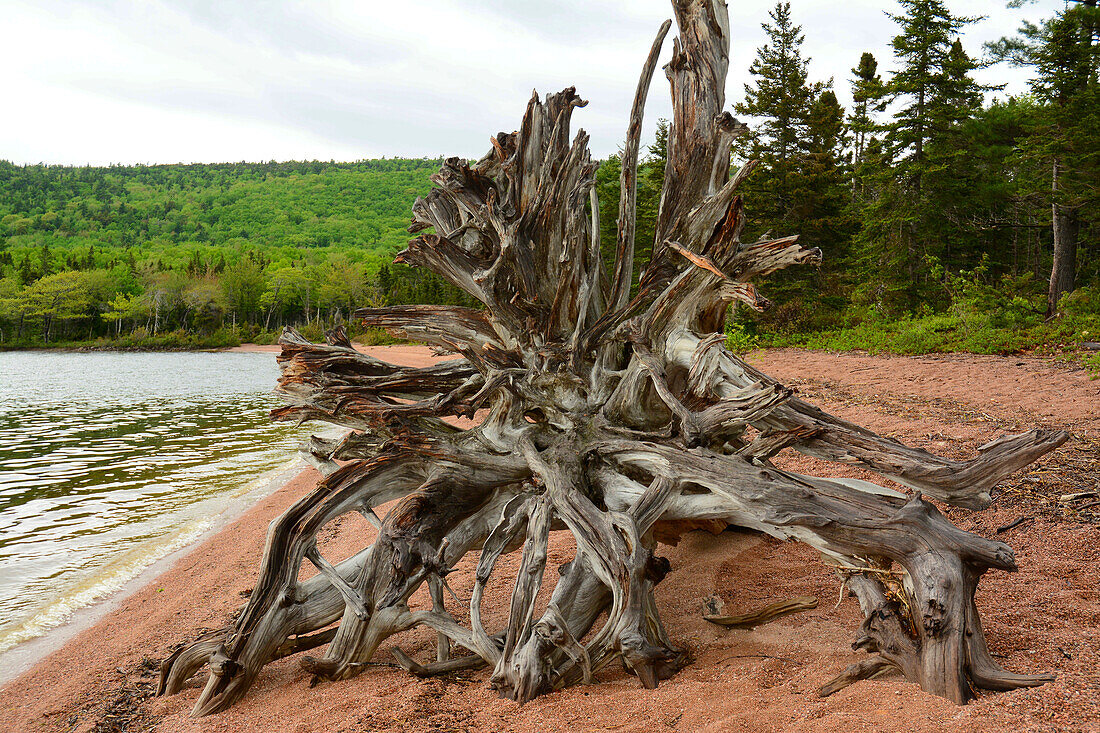 Large driftwood tree on the Warren Lake beach, in Cape Breton Highlands National Park.; Warren Lake Beach, Cape Breton Highlands National Park, Cape Breton, Nova Scotia, Canada.