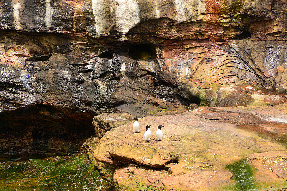 Three razorbills, Alca torda, standing on the coast of Bird Island.; Bird Island, Cape Breton, Nova Scotia, Canada.
