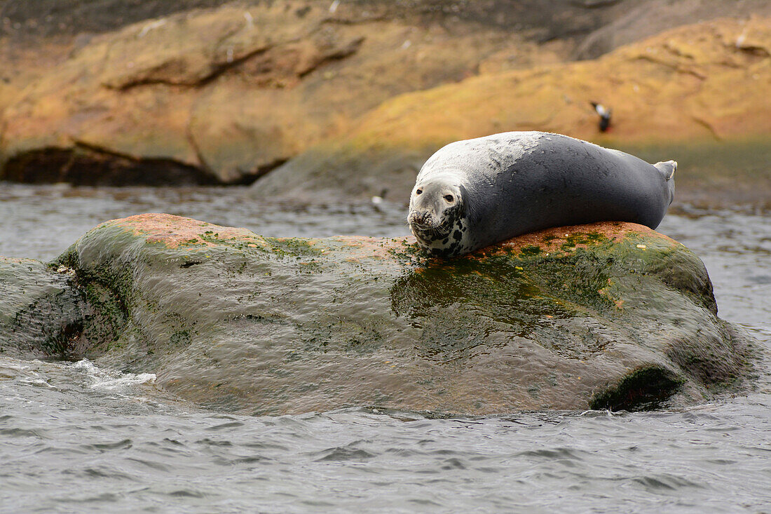 A gray seal, Halichoerus grypus, basking on a rock off the shore of Bird Island.; Bird Island, Cape Breton, Nova Scotia, Canada.