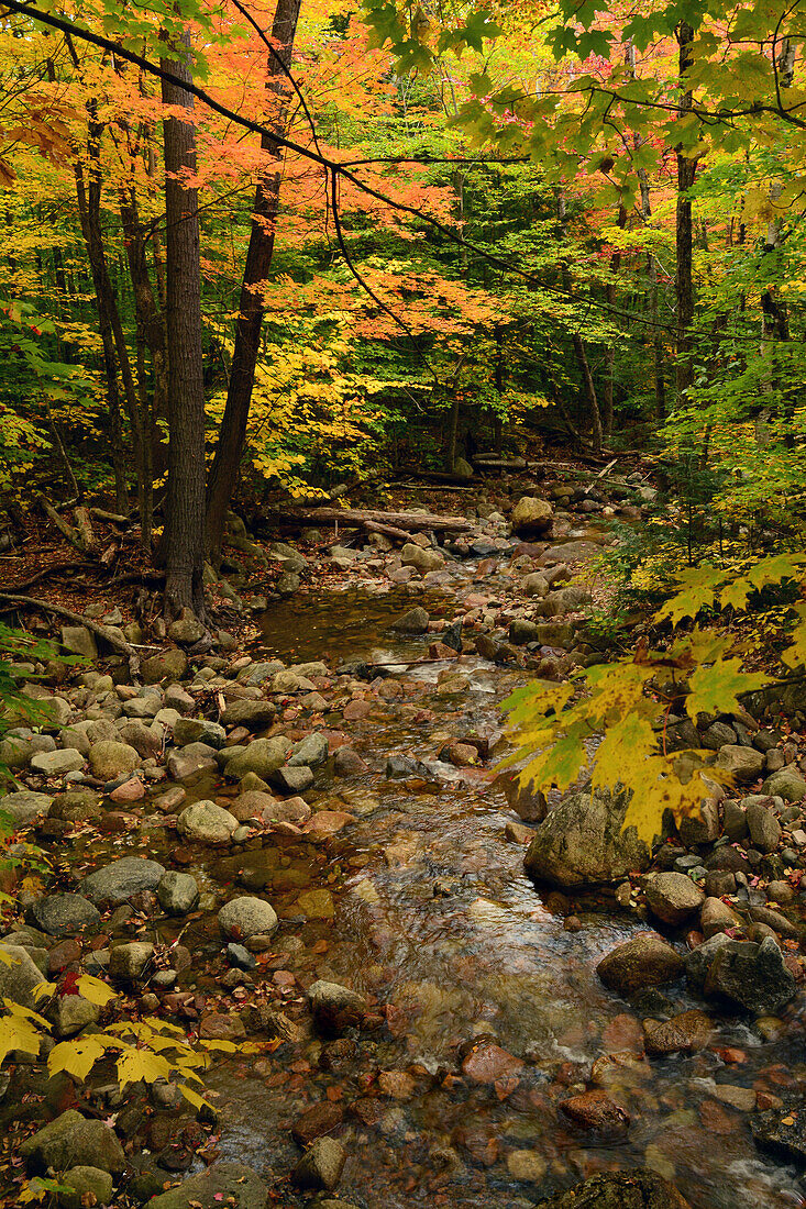 A rocky stream runs through forest with brightly colored leaves.; New Hampshire, USA.