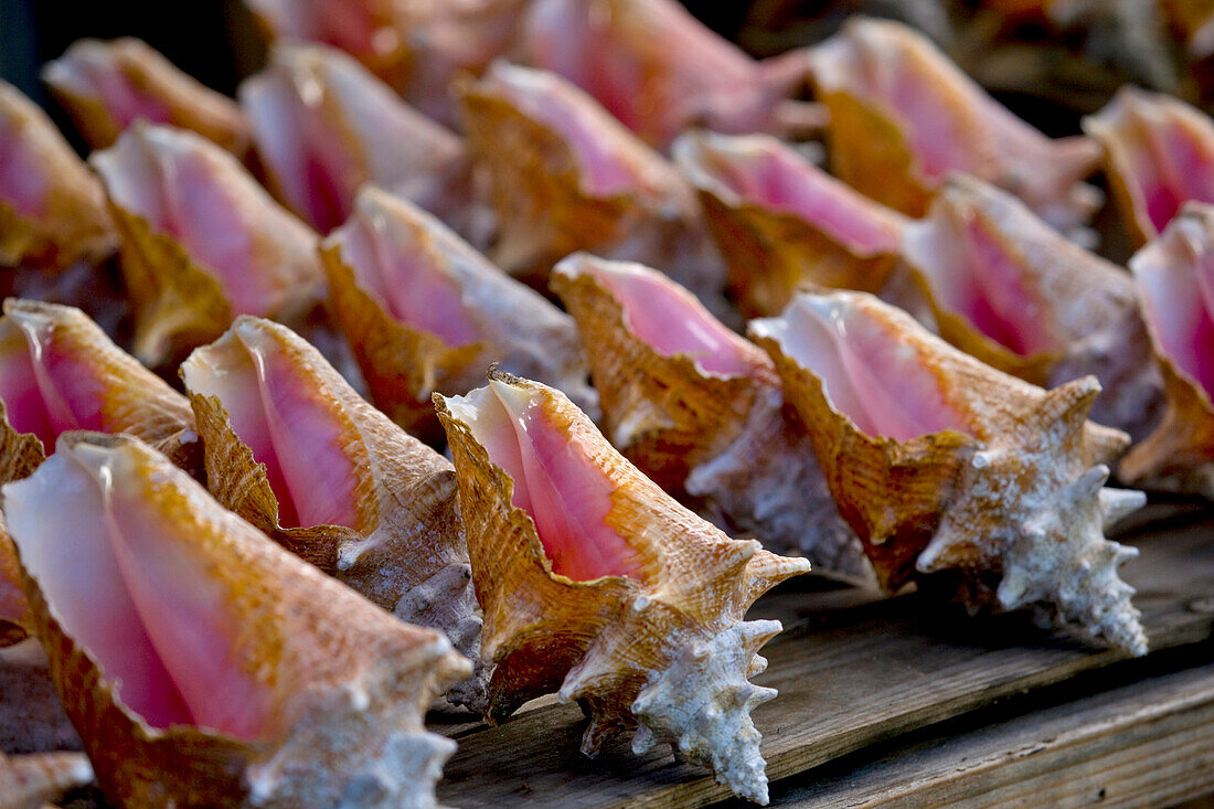Rows of conch shells for sale in Tobago; Milford Bay, Tobago, Republic of Trinidad and Tobago