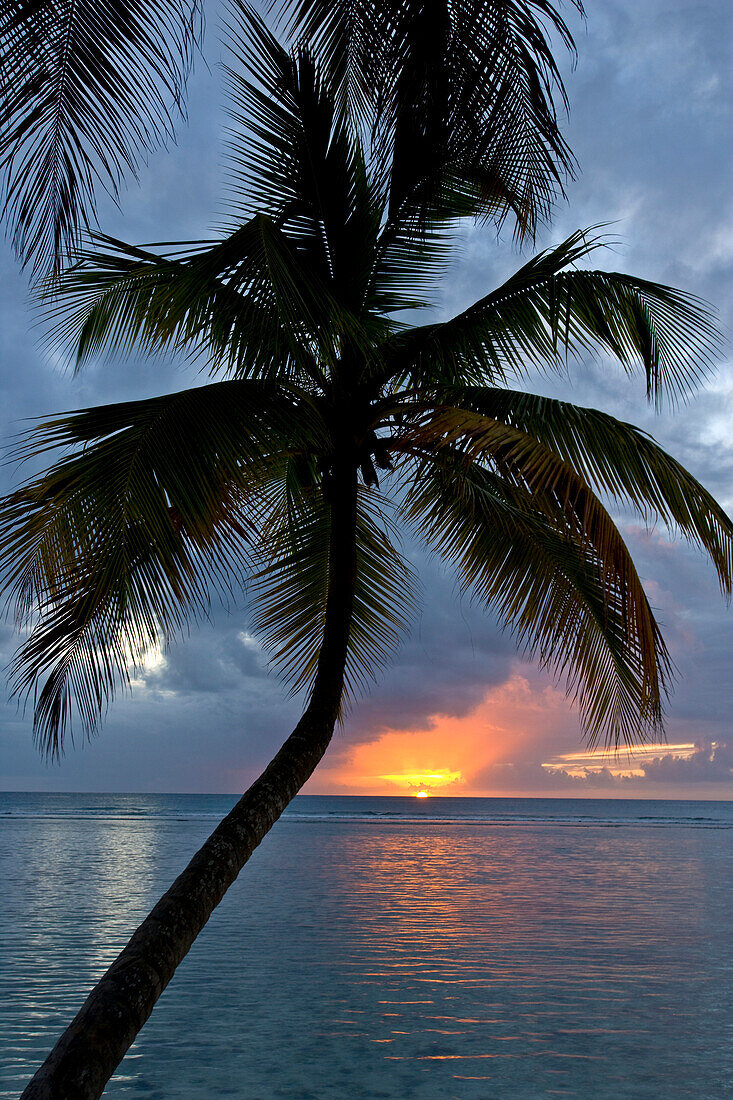 Palme vor einem wunderschönen Sonnenuntergang über dem Wasser; Pigeon Point, Tobago, Republik Trinidad und Tobago