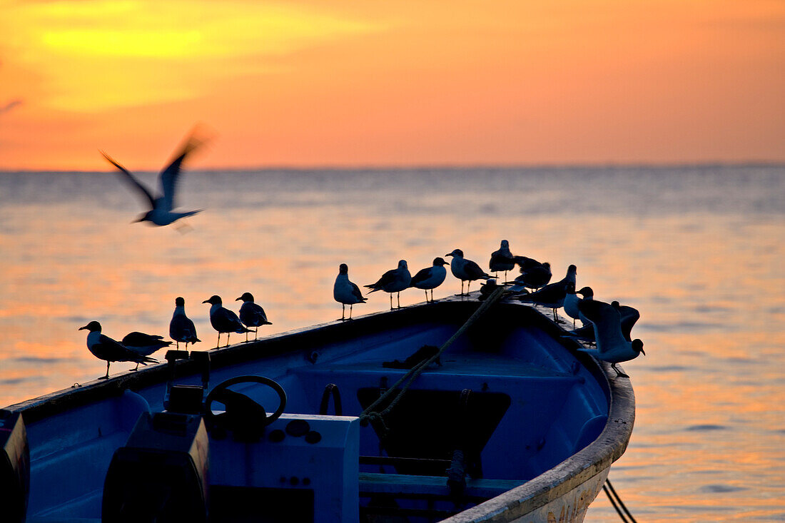 Vögel stehen auf dem Bug eines Holzbootes bei Sonnenuntergang; Milford Bay, Tobago, Republik Trinidad und Tobago