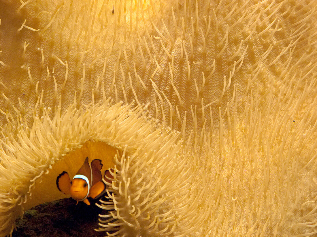 Clownfish swims under a sea anemone in Mossel Bay; Mossel Bay, South Africa