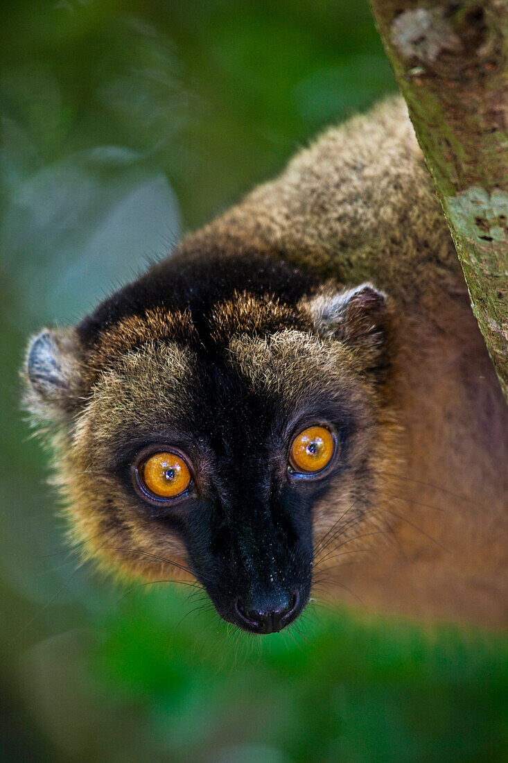Portrait eines Lemuren; M'Bouzi Insel, Mayotte, Mosambik