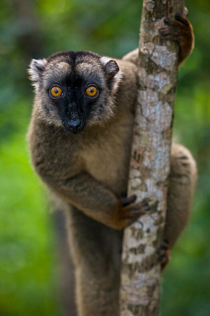 Porträt eines Lemuren in einem Baum; M'Bouzi Insel, Mayotte, Mosambik