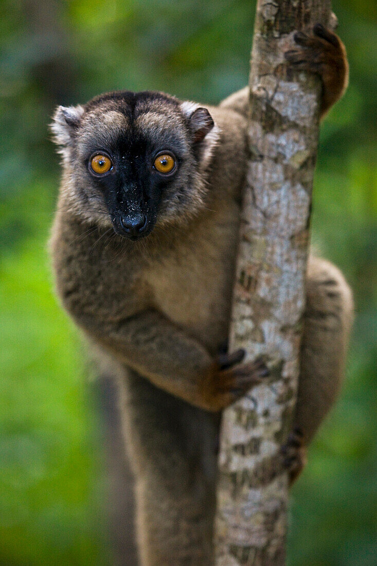 Portrait of a Lemur in a tree; M'Bouzi Island, Mayotte, Mozambique