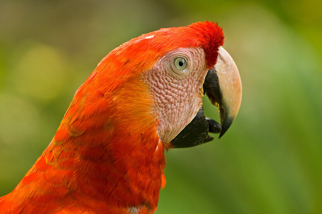 Portrait of a Scarlet Macaw (Ara macao) in Gumbo Limbo Park, Roatan, Honduras; Roatan, Honduras