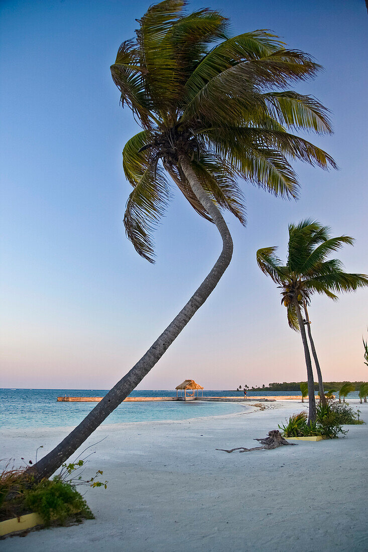 Schöner Blick auf Palmen am Strand bei Sonnenuntergang; Turneffe Island, Belize