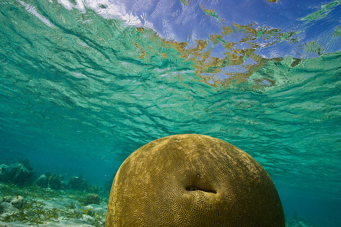 Underwater view of coral in Belize; Turneffe Island, Belize