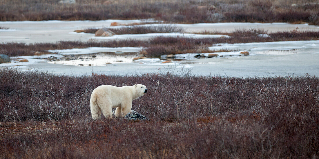 Ein Eisbär (Ursus Maritimus) steht im gefrorenen Gras; Churchill Manitoba Kanada