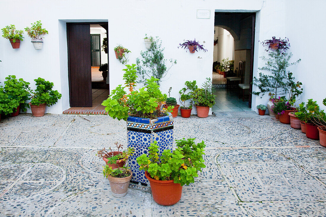 Pflanzenvielfalt in Containern in einem Innenhof; Vejer De La Frontera Andalusien Spanien