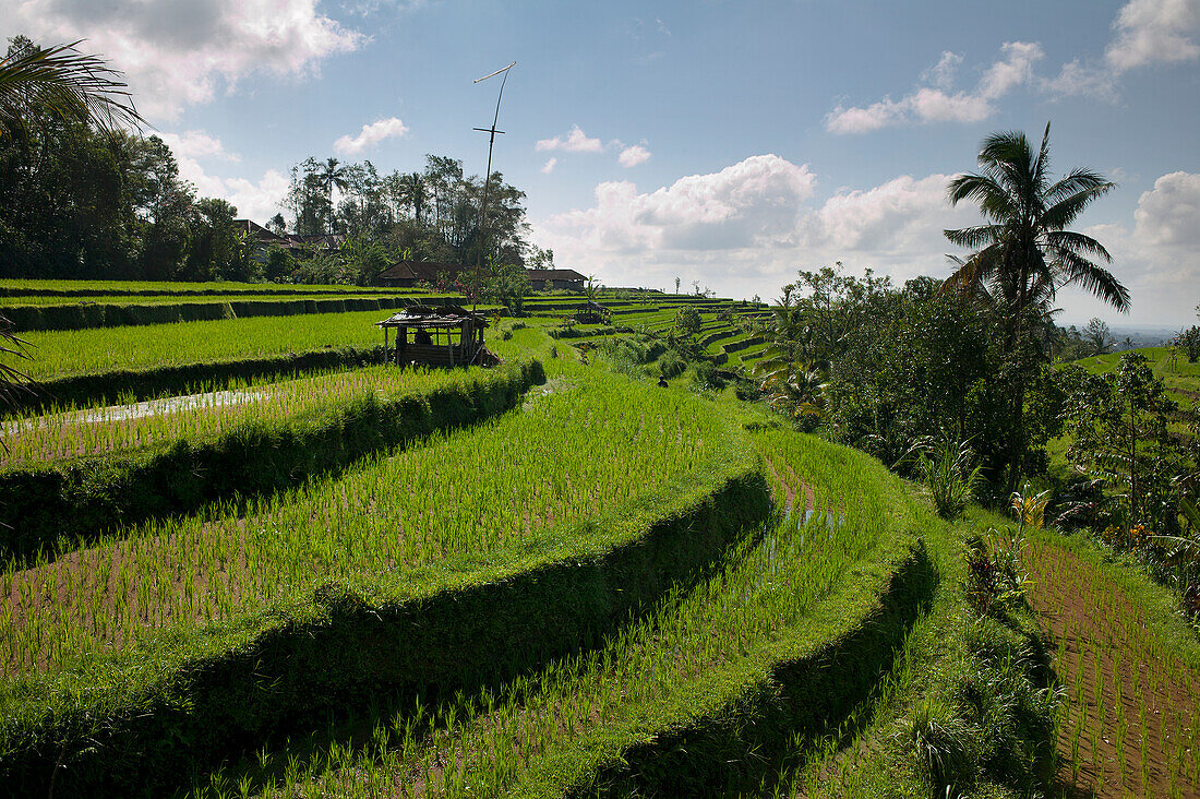 Rice Fields; Jatiluwih Bali Indonesia