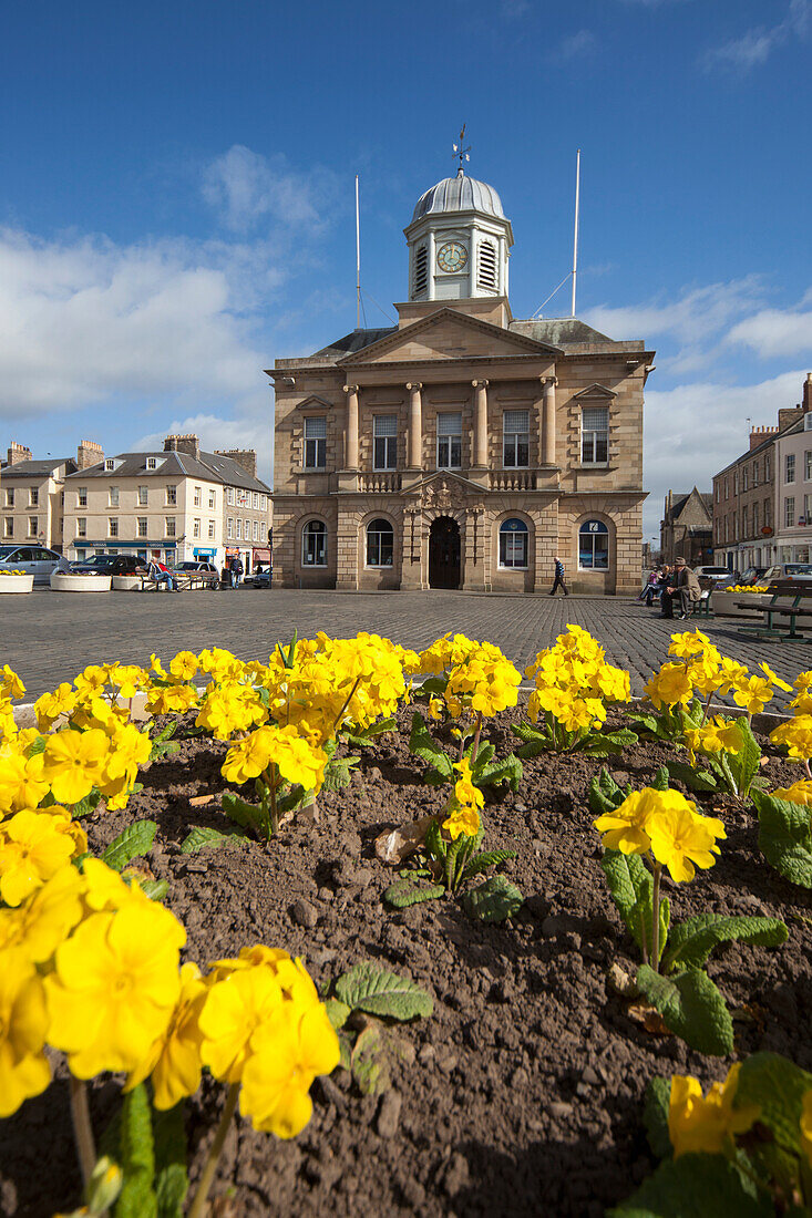 Gelbe Blumen in einem Garten mit einem Gebäude und einem Uhrenturm im Hintergrund; Kelso Scottish Borders Schottland