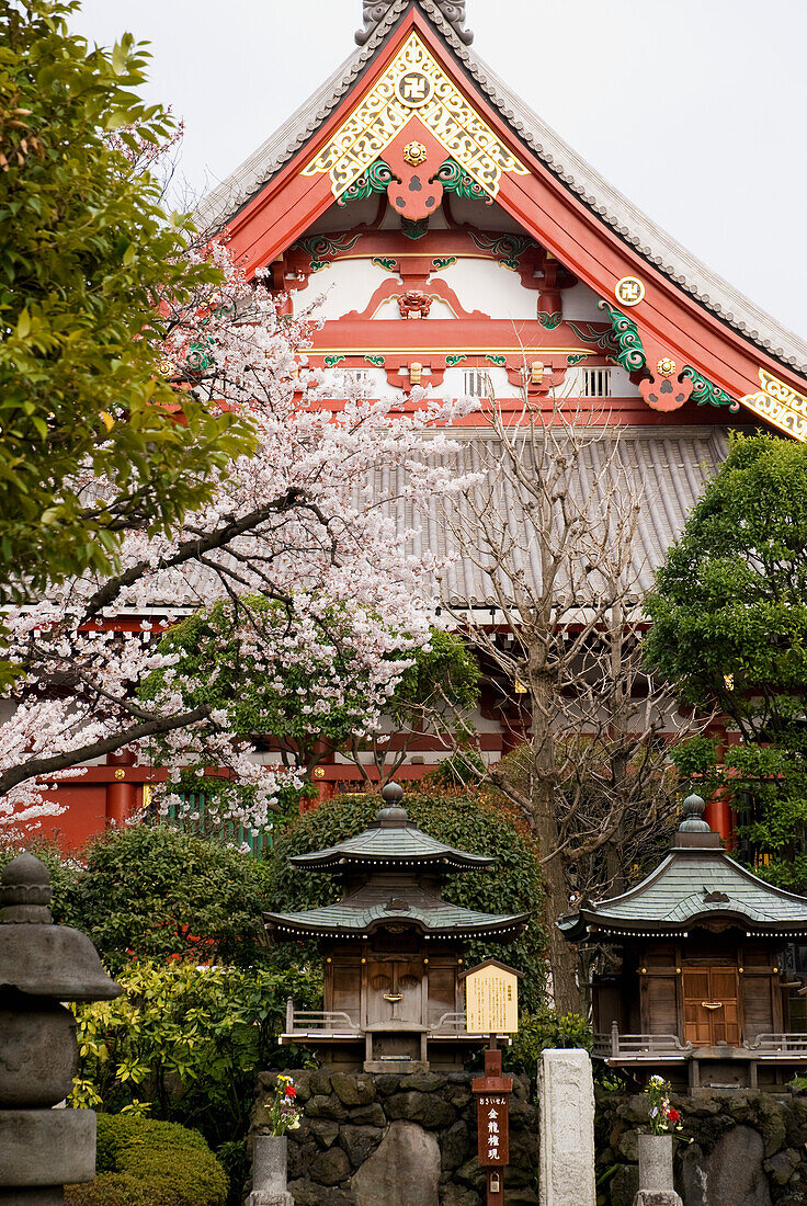 Japanischer Zen-Tempel mit Kirschblüte und zwei kleinen Schreinen davor; Tokio Japan