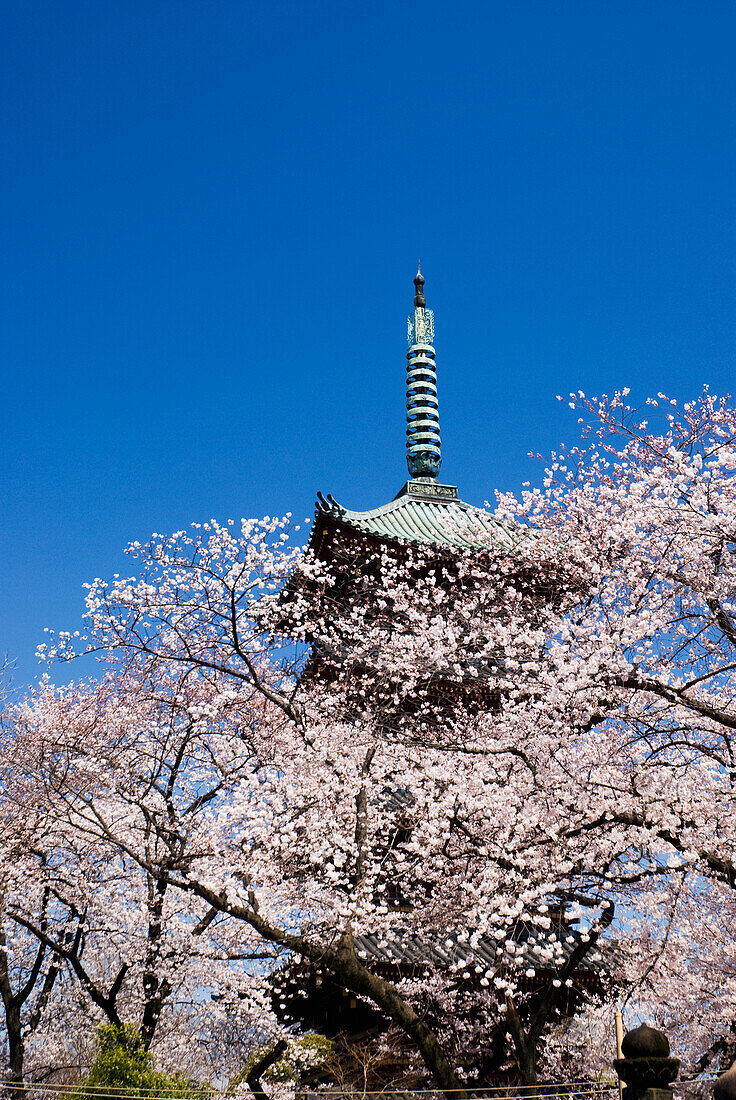 Pagoda Through The Cherry Blossom Tree; Tokyo Japan