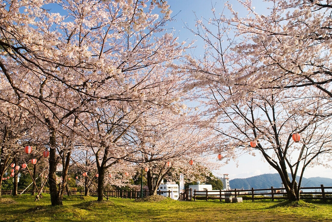 Kirschblütenbäume in einem Park am Meer; Toba Mie Japan