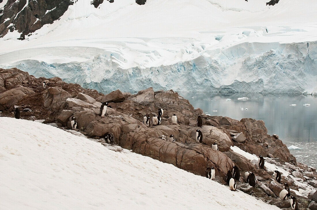 Penguins On The Ice Along The Coastline; Antarctica