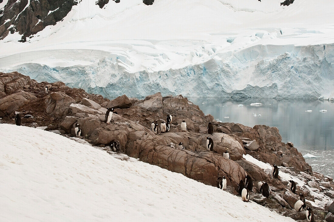 Pinguine auf dem Eis entlang der Küste; Antarktis