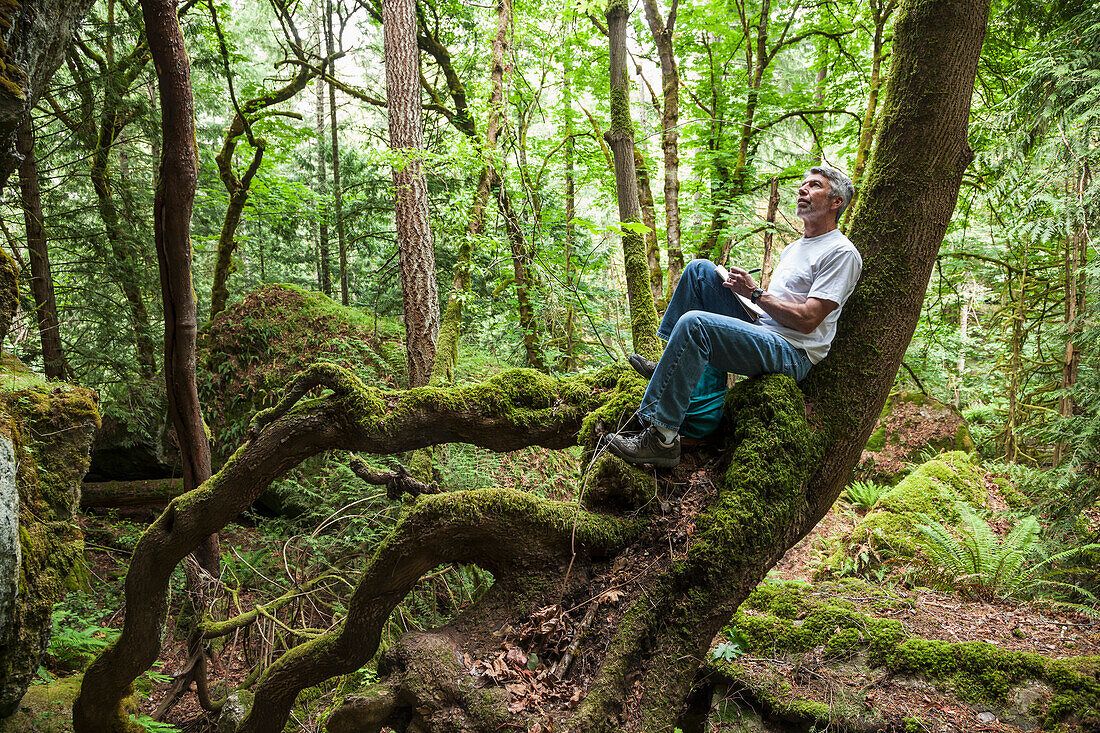 A Man Sits In A Tree And Draws Inspired By Nature In The Cowichan Valley On Vancouver Island; British Columbia Canada
