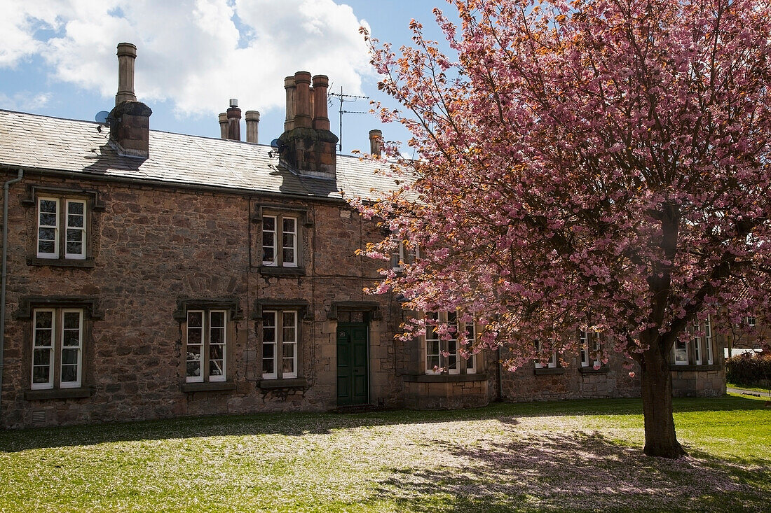 Ein blühender Baum vor einem Gebäude; Ford Village Northumberland England