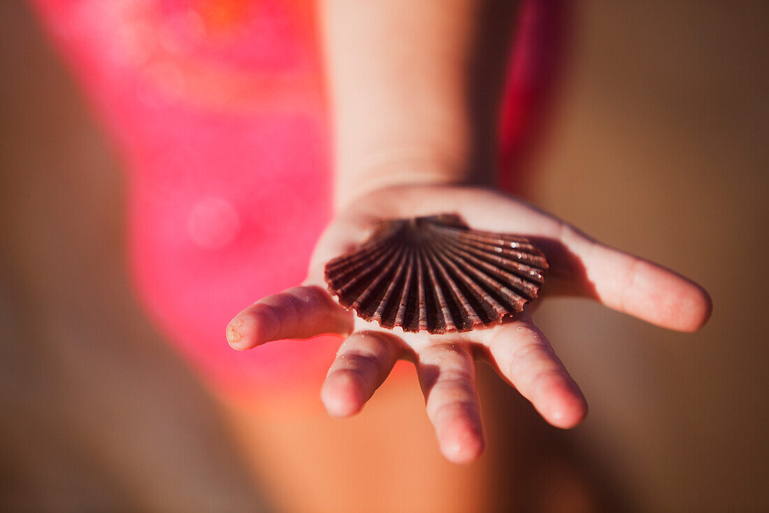 A Hand Holding A Seashell; Gold Coast Queensland Australia