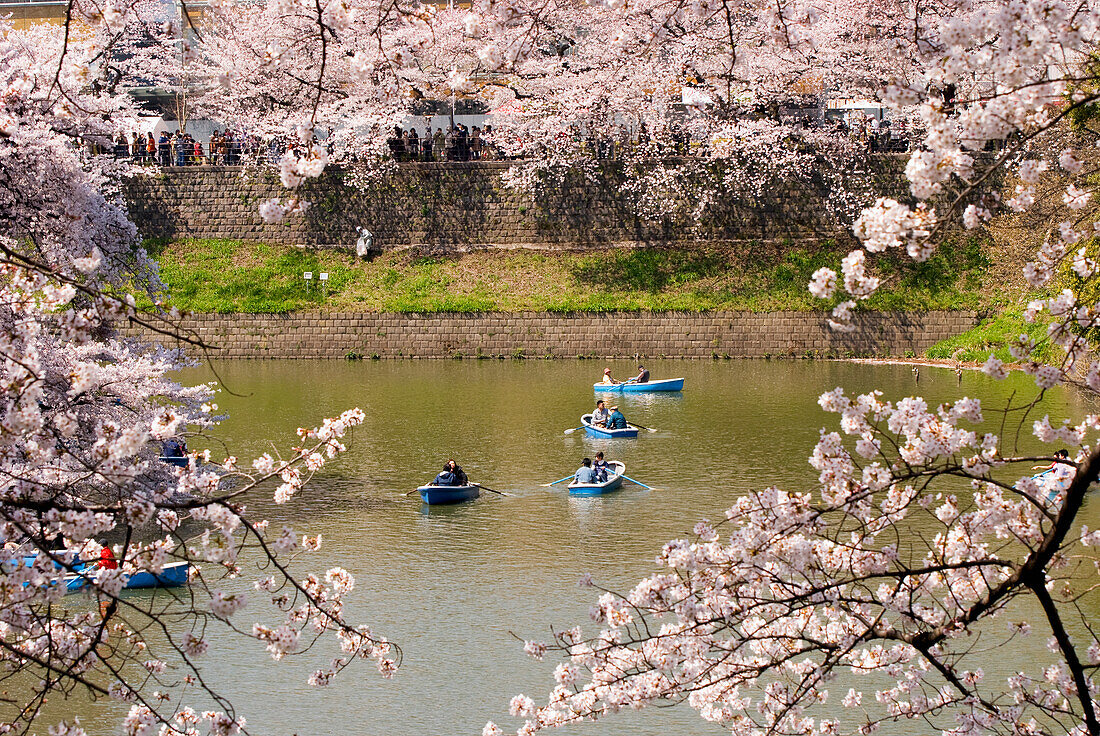 Blaue Ruderboote auf einem See mit Kirschblüten rundherum; Tokio, Japan