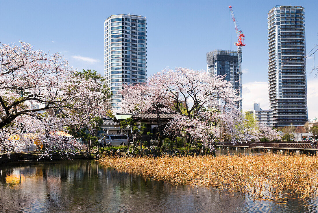 Modern Buildings And Cherry Blossom Trees From Shinobazu Pond; Tokyo, Japan