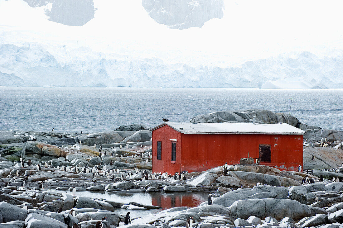 Ein rotes Gebäude umgeben von Pinguinen und Blick auf die Küstenlinie; Antarktis