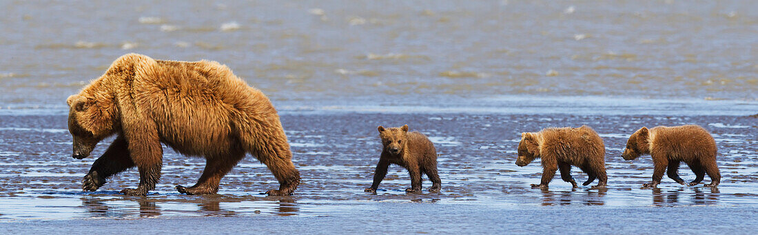 Braunbärensau und ihre drei Jungen wandern am Strand im Lake Clarke National Park; Alaska Vereinigte Staaten Von Amerika