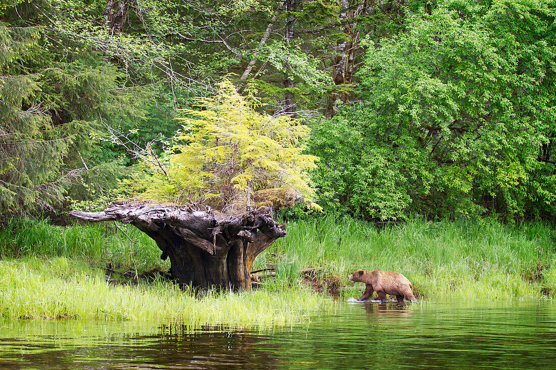 Brauner Grizzlybär (Ursus Arctos Horribilis) geht in der Nähe eines entwurzelten Baumes mit neuem Wachstum im Khutzeymateen Grizzly Bear Sanctuary; British Columbia Kanada