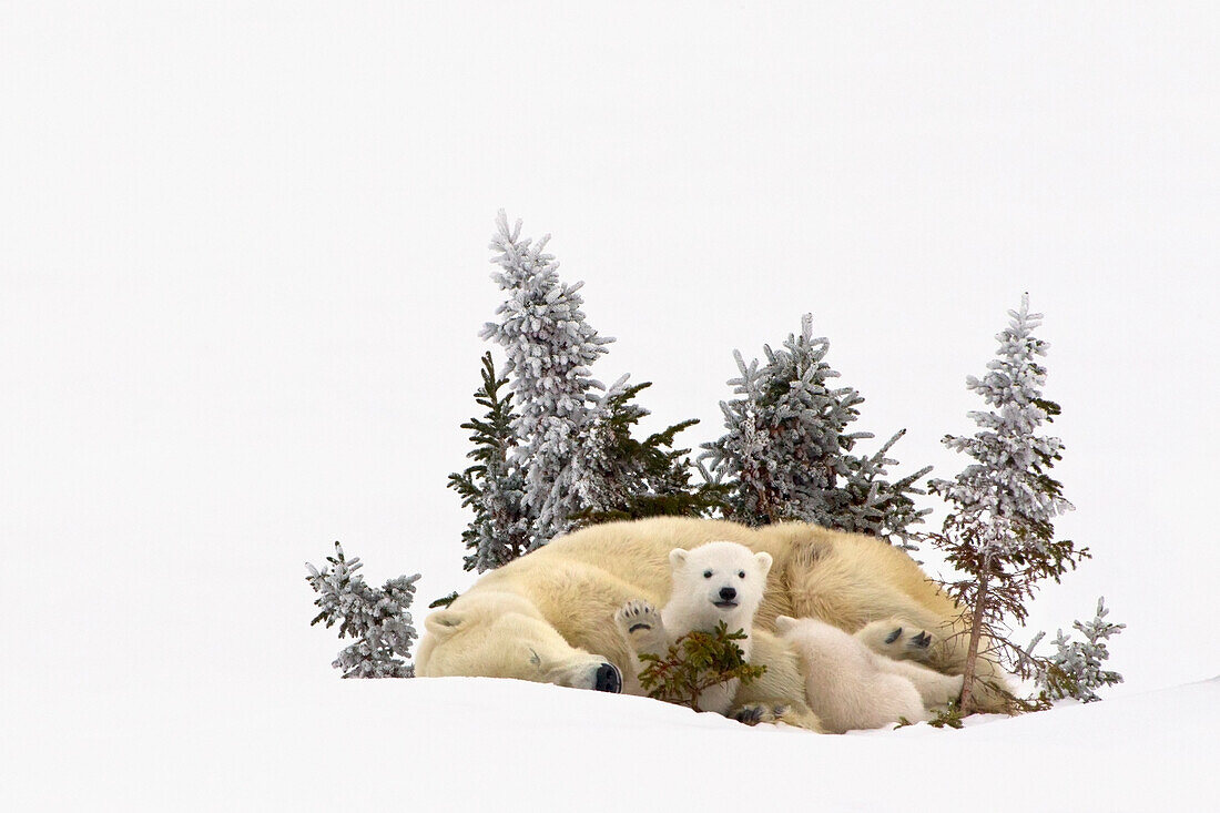 Eisbär (Ursus Maritimus) Jungtier winkt dem Fotografen ein High Five im Wapusk National Park zu; Manitoba Kanada