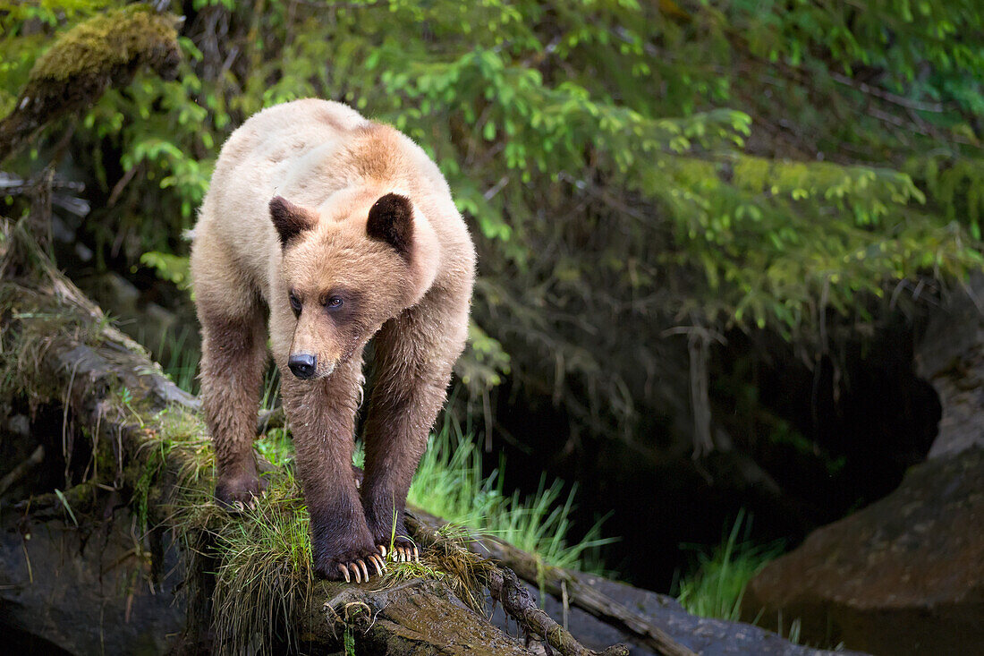 Grizzly Bear (Ursus Arctos Horribilis) Walking Down A Fallen Tree At The Khutzeymateen Grizzly Bear Sanctuary Near Prince Rupert; British Columbia Canada